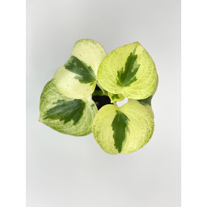 Variegated Raindrop Peperomia 'Verdant Flame' (VAR. Peperomia Polybotrya) (4" Pot)