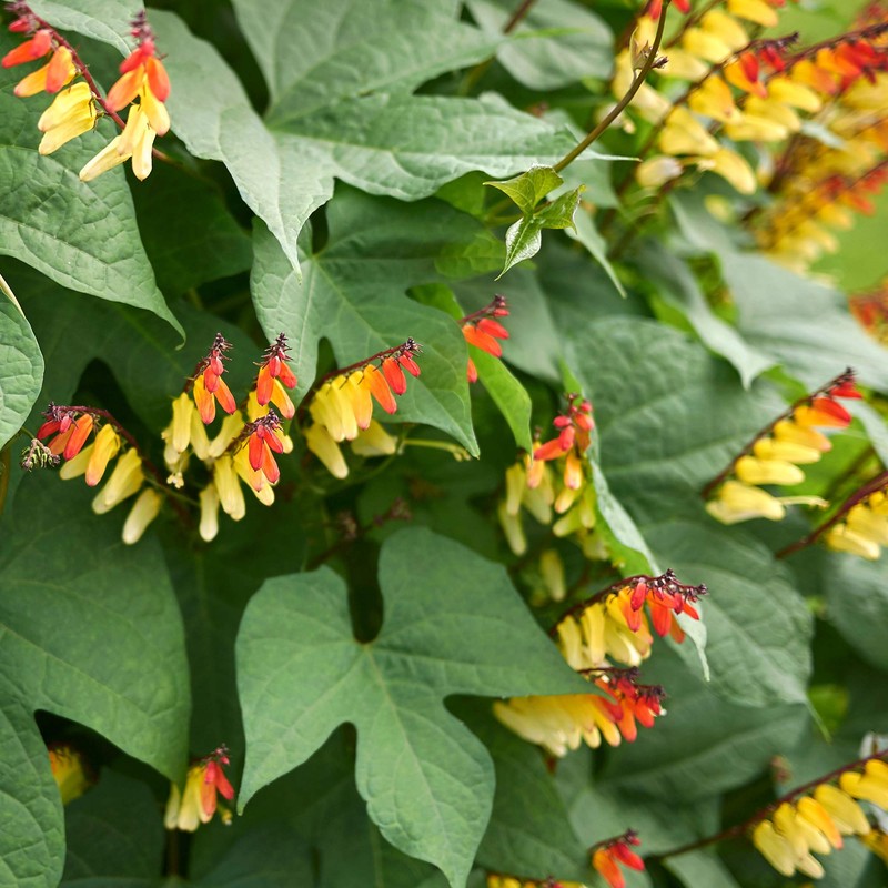 Outsidepride Mina Lobata - 100 Seeds