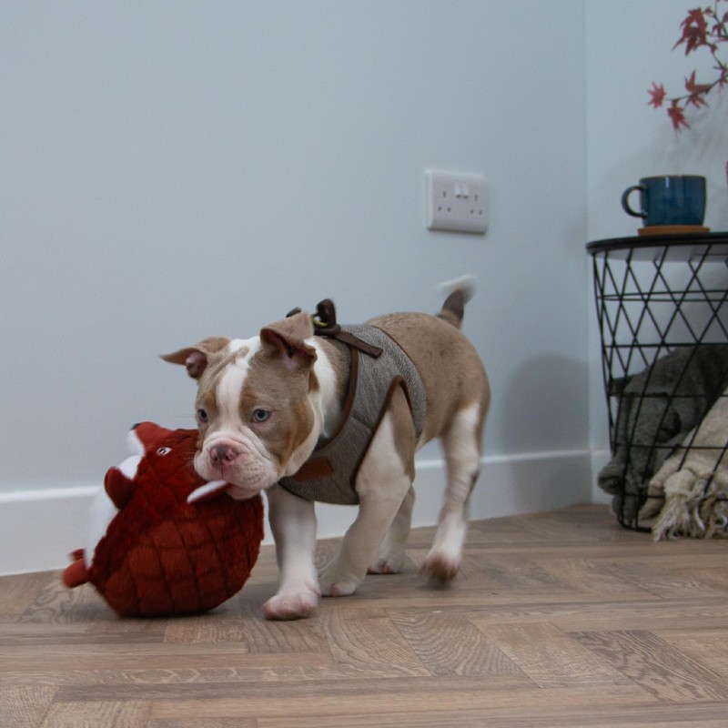 Ancol Play Time For Dogs Plush Squeaky Cuddle Quilted Woodland