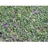 500 Live Duckweed Plants (Lemina Minor)