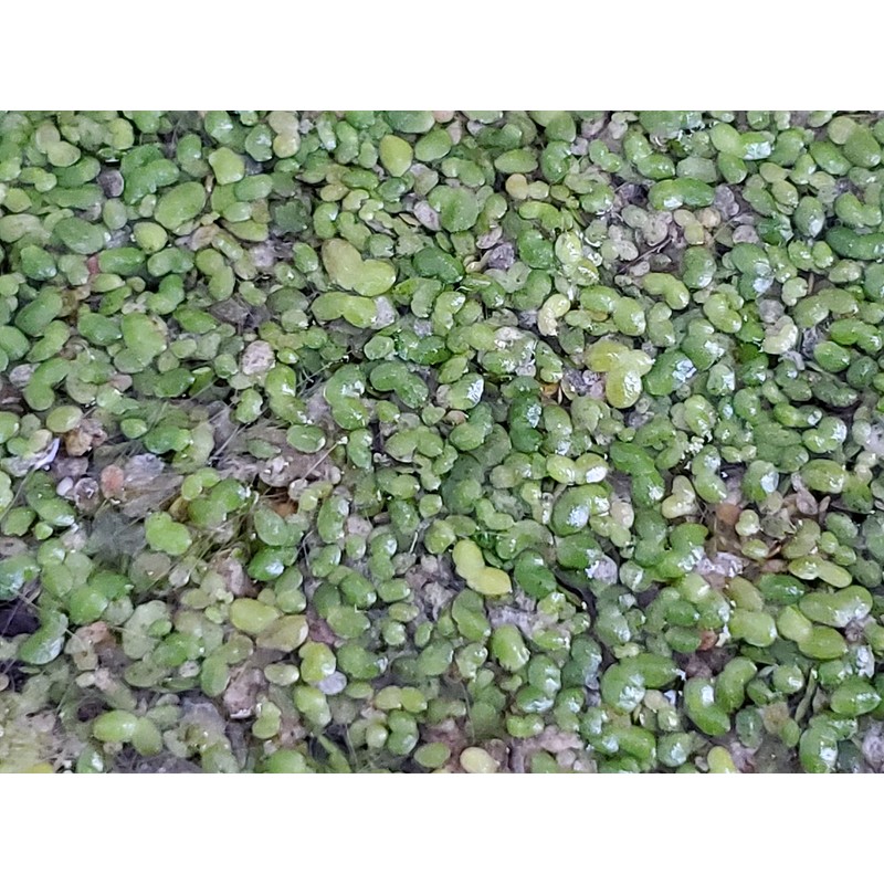 500 Live Duckweed Plants (Lemina Minor)