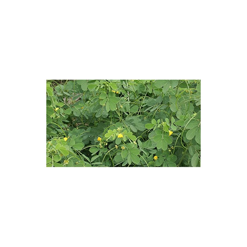 Hub Tea, 100% Additive-Free, 17.6 oz (500 g), Sugamo Tea