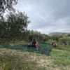 YesEatIs Oleum Comitis - Extra Virgin Olive Oil 100% Italian