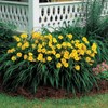 10 Stella de Oro Daylily Yellow blooms reblooming