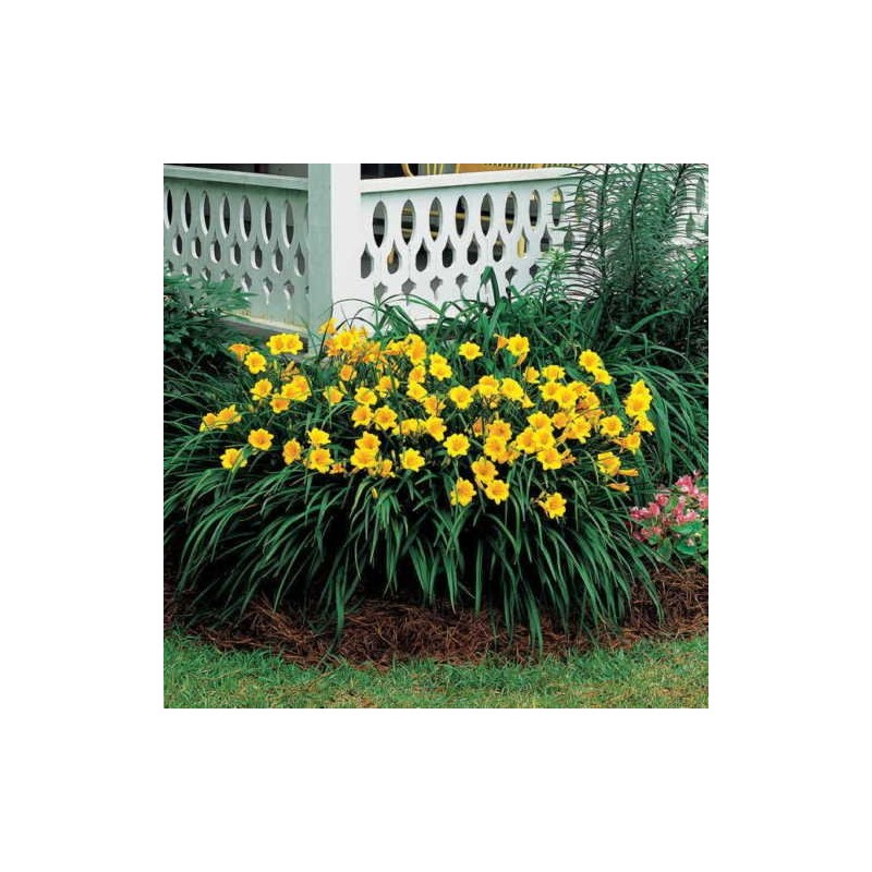 10 Stella de Oro Daylily Yellow blooms reblooming