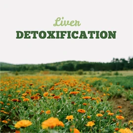 St. Francis Herb Farm Hepato DR® Tincture | Daily Liver Support Supplement | Supports Liver Function and Liver Detox | Dandelion | Milk Thistle | Globe Artichoke | 100mL
