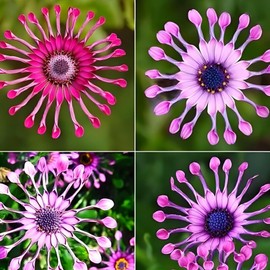 150+ Rare Daisy Flowers Seeds for Planting - African Daisy Seeds Non-GMO Perennial Garden Plants Seeds Outdoor Daisy Flower Home Garden