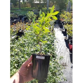 Bundle of 4 Texas Lilac Vitex Chaste Trees - Live Lilac Bush Plants - Quart Containers - FIBROUS Root System - Purple Blooms - Crape Myrtle Guy