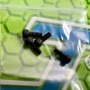 BOB LONG GEN 2K5 INTIMIDATOR TRIGGER FRAME COVER SCREWS (4)