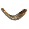 Shofar Ram Horn Polished Kosher 15" - 16" Made In Israel