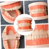 MAGICLULU Standard Typodont Teeth Model for Teaching Oral Hygiene Demonstration