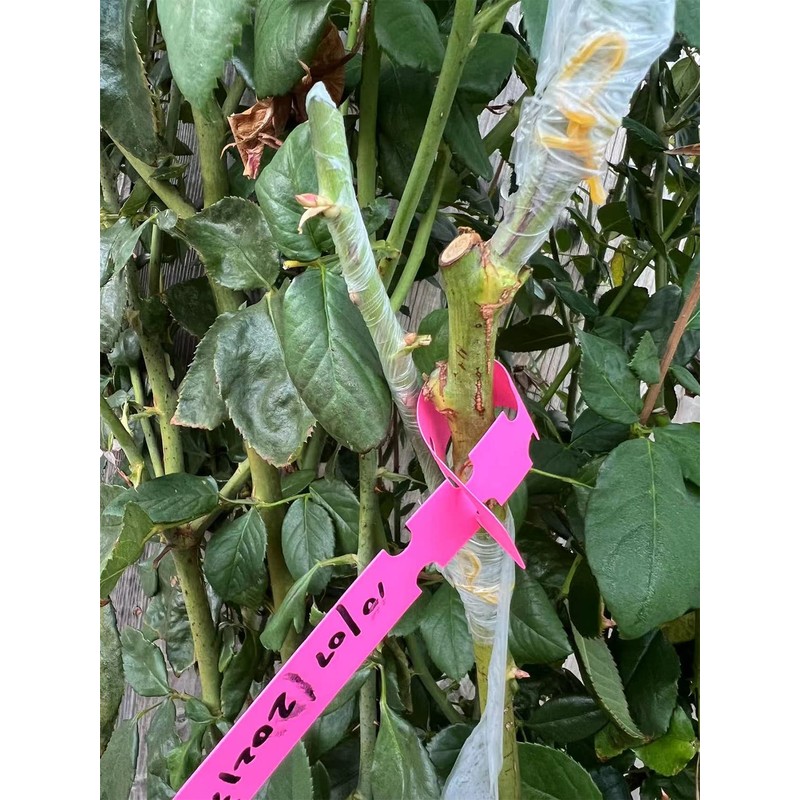 HAINANSTRY Grafting Tape 2 PCS, Stretchable Garden Grafting Tape Plants