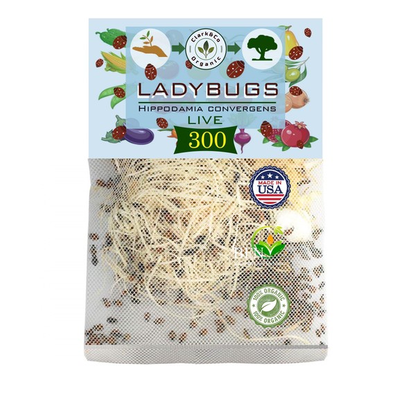 Live Ladybugs - Good Bugs for Garden - Hippodamia Convergens