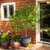 Generic 30pcs Perfume Lemon Seeds - Grow Your Own Bonsai
