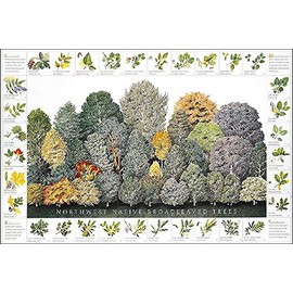 Broad leaved Tree Poster and Identification Chart of Northwest Native Deciduous Species