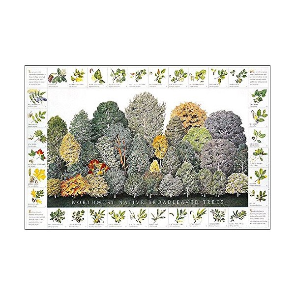 Broad leaved Tree Poster and Identification Chart of Northwest Native