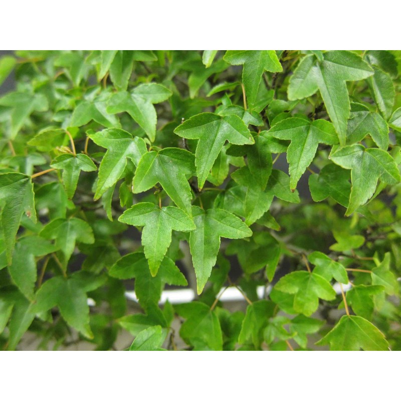 Tree 2 Trident Maple Trees - Live Plants - 8-12"