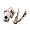 VOANZO Resin Wolf Skull Model Replica, Dinosaur Tooth Skull Fossil,