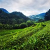 20 Bags Super Grade Lapsang Souchong Black Tea Chinese Organic