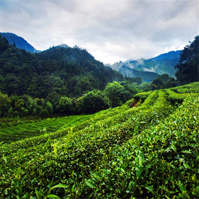 20 Bags Super Grade Lapsang Souchong Black Tea Chinese Organic