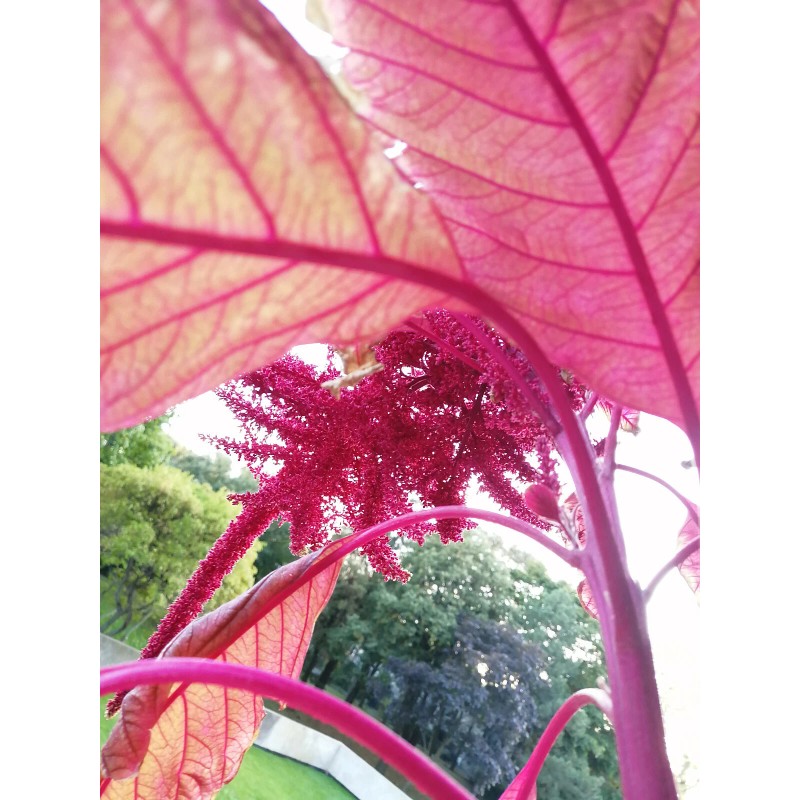 Hundredfold 1000 Red Calaloo Callaloo Vegetable Seeds, Chinese Spinach Red