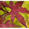 Purple Ghost Japanese Maple - Live Plant - Trade Gallon