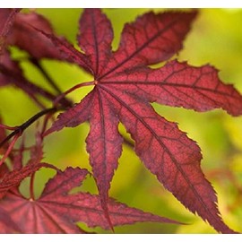 Purple Ghost Japanese Maple - Live Plant - Trade Gallon Pot
