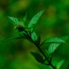 Oferta Esencias Para Perfumería Y Aromaterapia 10 Gramos