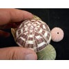 Decorative Sea Urchin Sampler: Natural Pink, Green, Sputnik and Alfonso