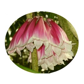 New Guinea Forest Bell Creeper Trumpet Vine Flowering Tropical Vine Plant Unusual Big Pink Yellow Flowers Starter Size 4 Inch Pot Emerald TM