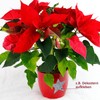 ggm Felt Stars, Diameter 6 cm, Decorative Stars, Christmas, Crafts,
