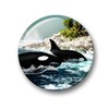 03 Orca Killer Whale Sea Creatures Large Fridge Magnets Set