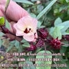 Rakujin Flower Tea (Hibiscus Tea) Roselle Tea Herbal Tea Flower