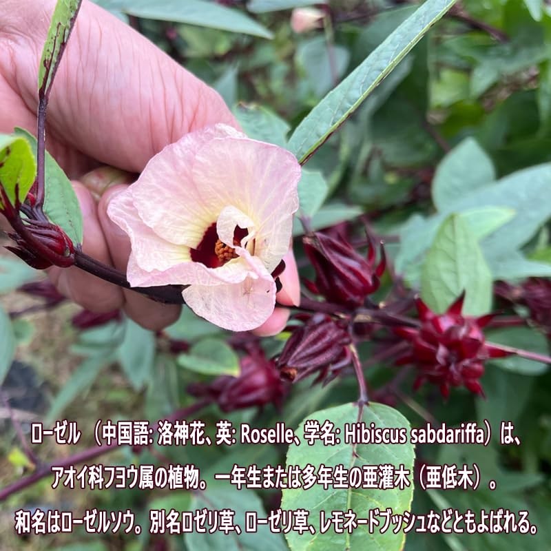 Rakujin Flower Tea (Hibiscus Tea) Roselle Tea Herbal Tea Flower