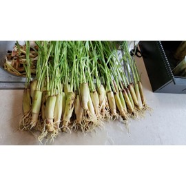 lemongrass 10 Lemongrass stalks READY TO PLANT, Mosquito Repellent, CITRONELLA