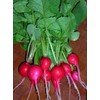 Ohio Heirloom Seeds Radish Seed Assortment- 6 Heirloom Varieties