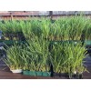 Lemongrass 10 Lemongrass ROOTED Stalks, Mosquito Repellent, Easy to Plant