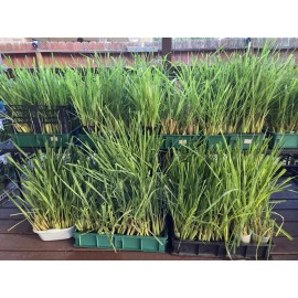 Lemongrass 10 Lemongrass ROOTED Stalks, Mosquito Repellent, Easy to Plant Citronella