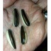 Seeds Bee Blooming Pikes Peak Giant Sunflower Seeds