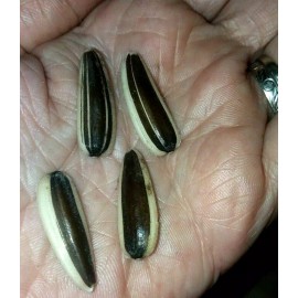 Seeds Bee Blooming Pikes Peak Giant Sunflower Seeds