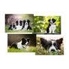DV DESIGN Set of 4 Border Collie Black Ballpoint Pens