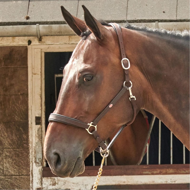 John Whitaker Ready to Ride Leather Headcollar Brown Cob