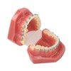 Dental Orthodontic Model 28pcs Teeth Resin Dental Teaching Teeth Model