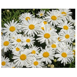 4500 Seeds - Shasta Daisy - Silver Princess - Perennial, Full Sun Daisy - 16" Tall