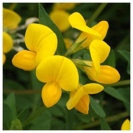Everwilde Farms - 1 Lb Bird's Foot Trefoil Wildflower Seeds - Gold Vault