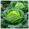 Everwilde Farms - 500 Savoy Cabbage Seeds - Gold Vault