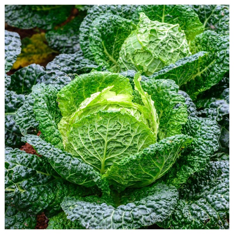 Everwilde Farms - 500 Savoy Cabbage Seeds - Gold Vault