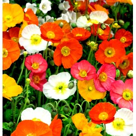 Alaska Poppy Flower Seeds - Papaver nudicaule - 1000+ Seeds - From Denali Area