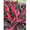 Cordyline Red Sister Live Plant, 3 Gallon Pot, 25-30 Inches
