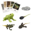 Montessori Frog Life Cycle Flash Cards, Plastic Insects Tadpole to